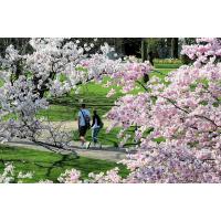 2340_5803 Ein Pärchen geht im Frühling unter blühenden Kirschbäumen spazieren. | 